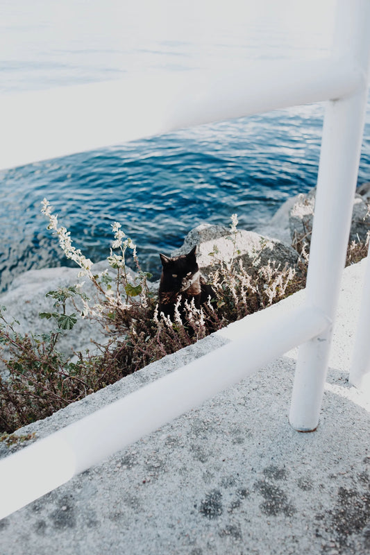 Kissa hellepäivät, kissa rannalla viilentymässä