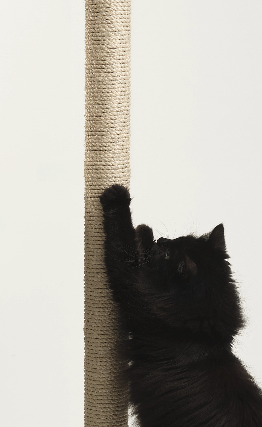 Kaikki raapimistolpat ja kiipeilypuut netistä