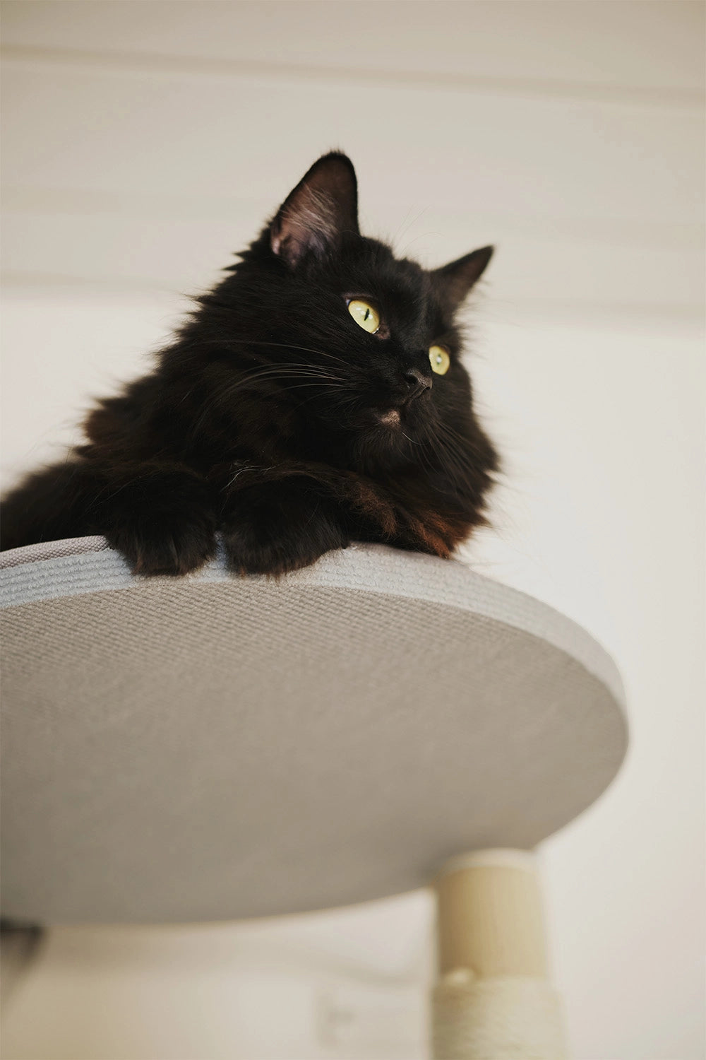 Tyylikäs raapimapuu