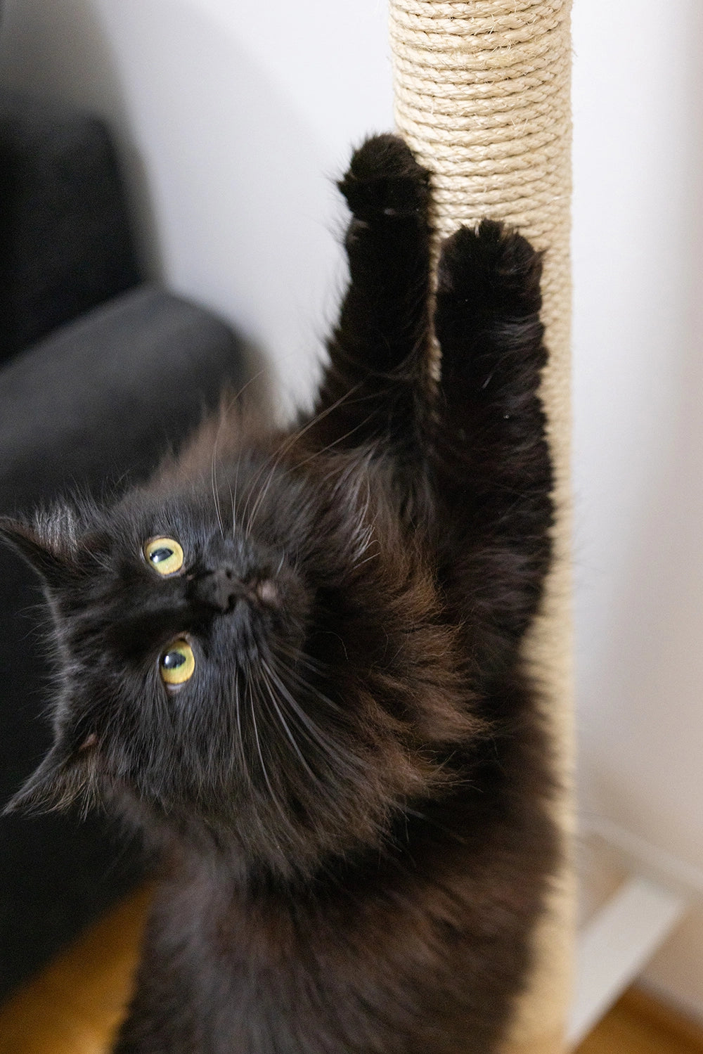 Kissan-raapimistolppa-jota-pitkin-pääsee-kiipeämään-korkealle