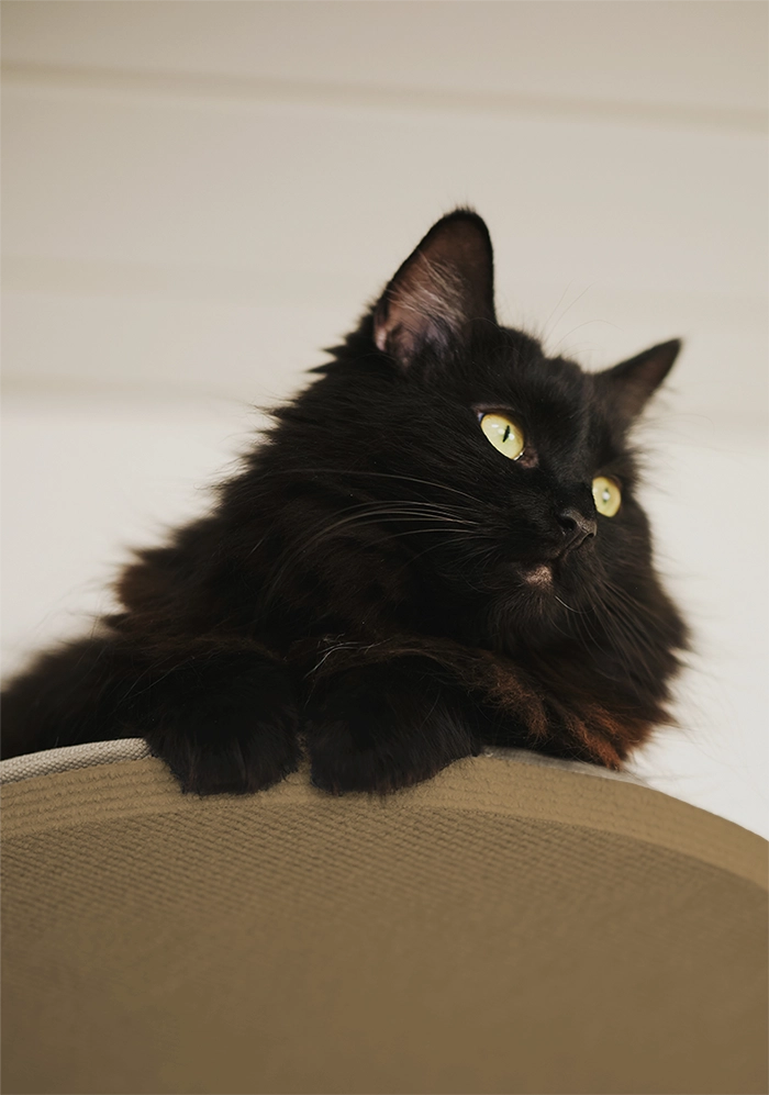 Kiipeilypuu, joka lepotasolla kissa pääsee lepäilemään