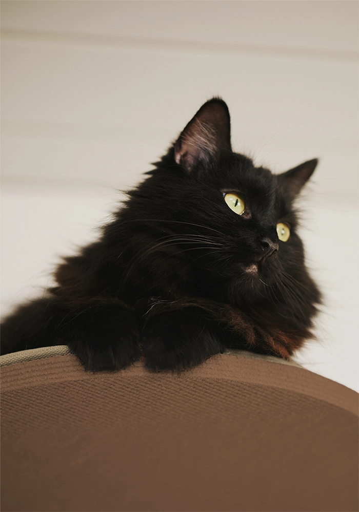 Kissan kiipeilypuun ruskea lepotaso. Korkea kiipeilypuu on käsityönä valmistettu