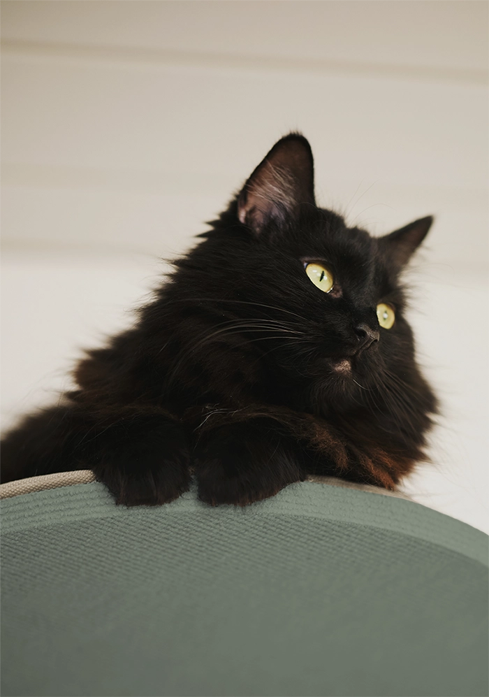 Vihreä-kissan-raapimispuu-joka ulottuu-korkealle