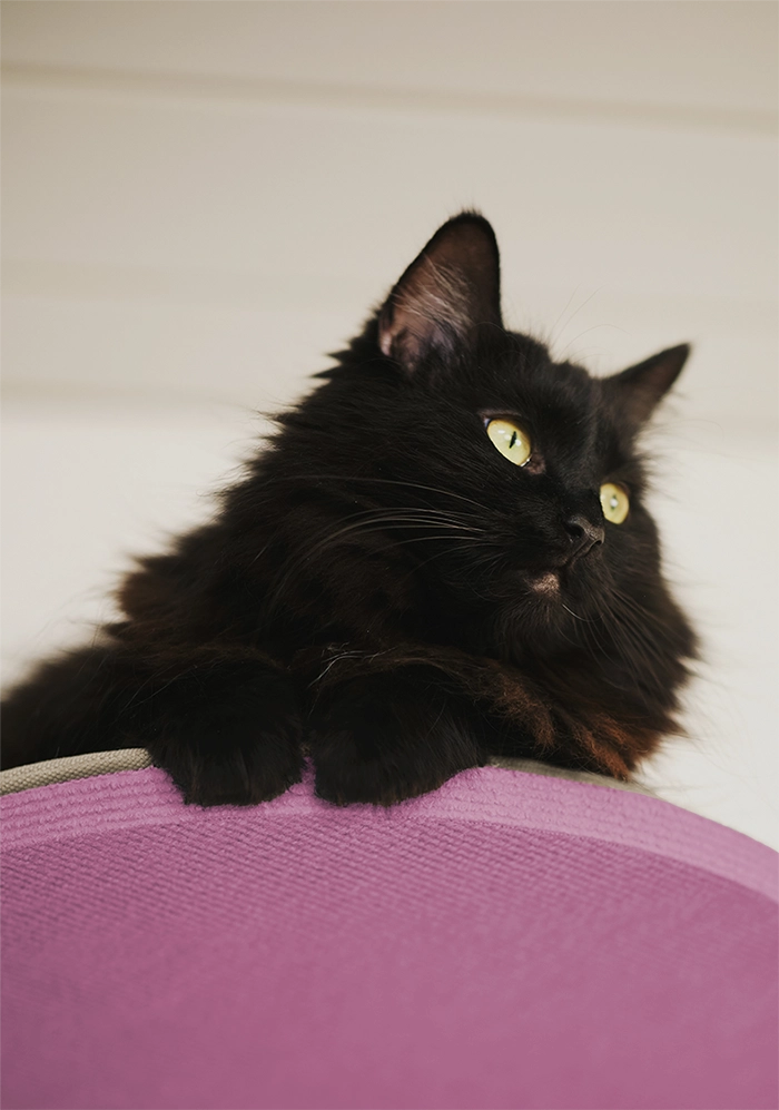 Vaaleanpunainen raapimispuu kissallesi